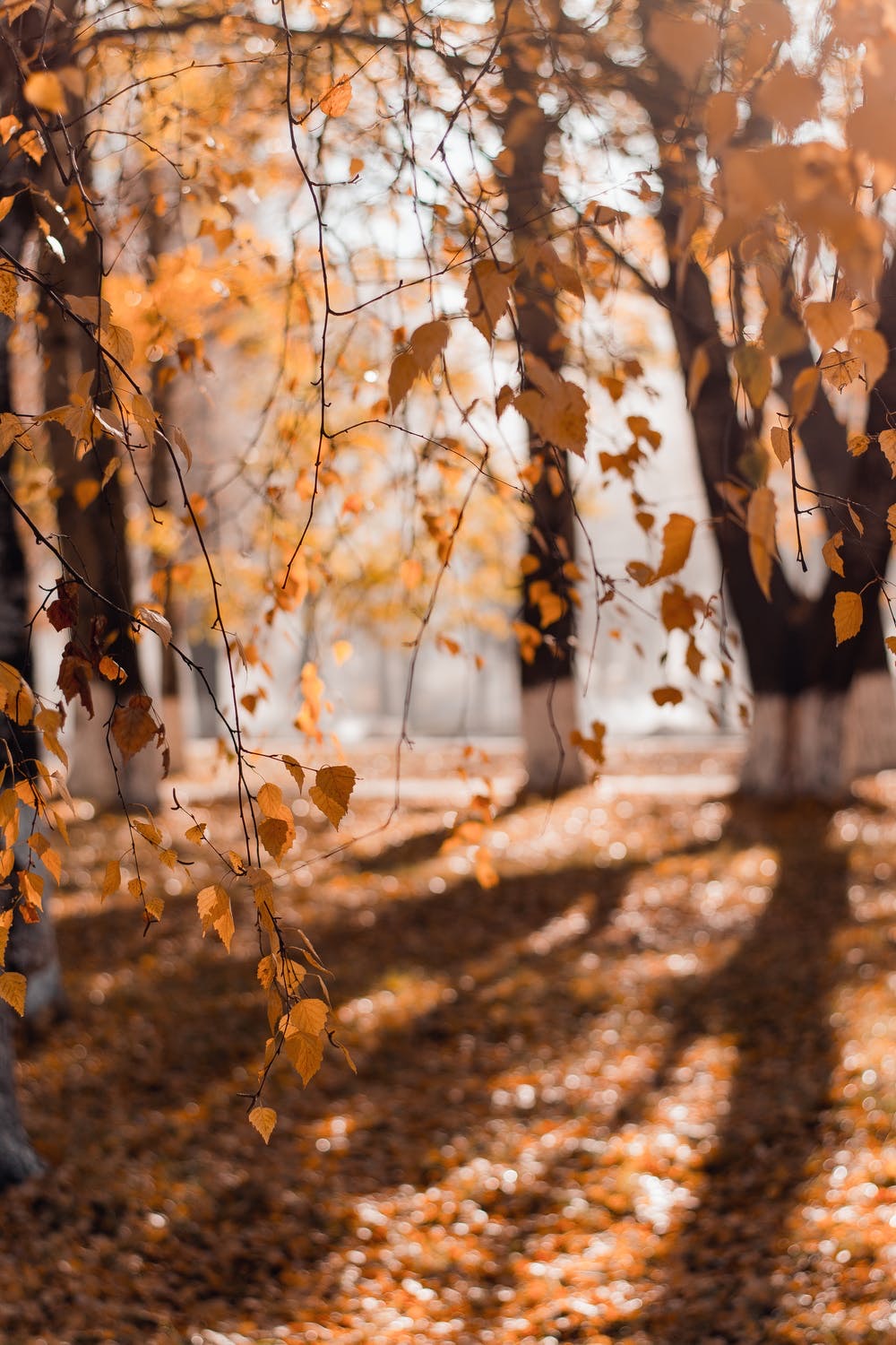 A forest full of tall trees covered in some golden brown leaves, on a white background.