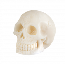 A large white skull shaped block of Soap, on a white background.