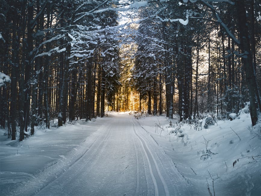 A long winding road that's covered in some bright white snow that has some large fern trees covered in some bright white snow running along it.