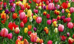 A large open field full of some purple, red and yellow tulips.