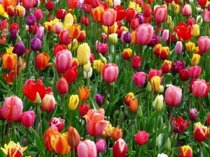 A large open field full of some purple, red and yellow tulips.