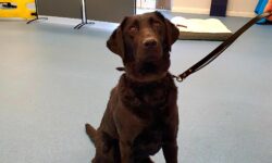 A large fluffy chocolate brown labrador attached to a long light leather lead stood on some light grey paving.